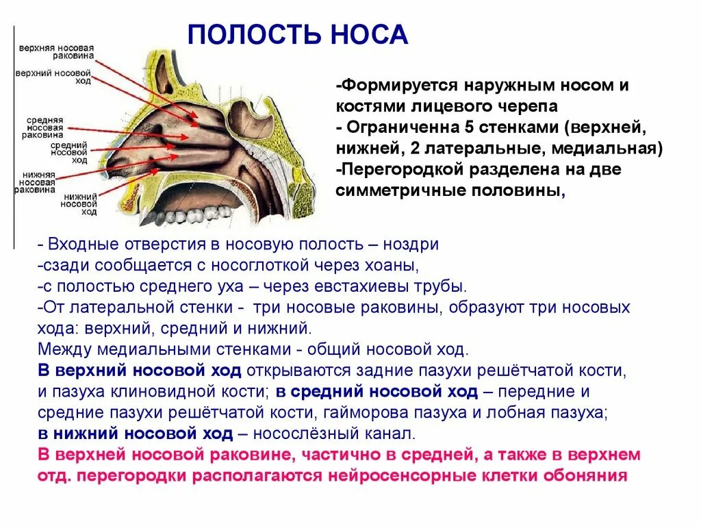 В верхний носовой ход открывается пазуха. В верхний носовой ход открываются. В средний носовой ход открываются. Нижний и средний носовой ход. Верхний и Нижний носовой ход.