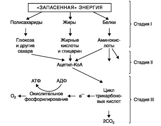 Преобразование энергии атф в энергию глюкозы. Схема превращения Глюкозы в жиры. Схема синтеза жиров из углеводов. Превращение веществ и энергии в организме человека. Превращение сахара в жир.