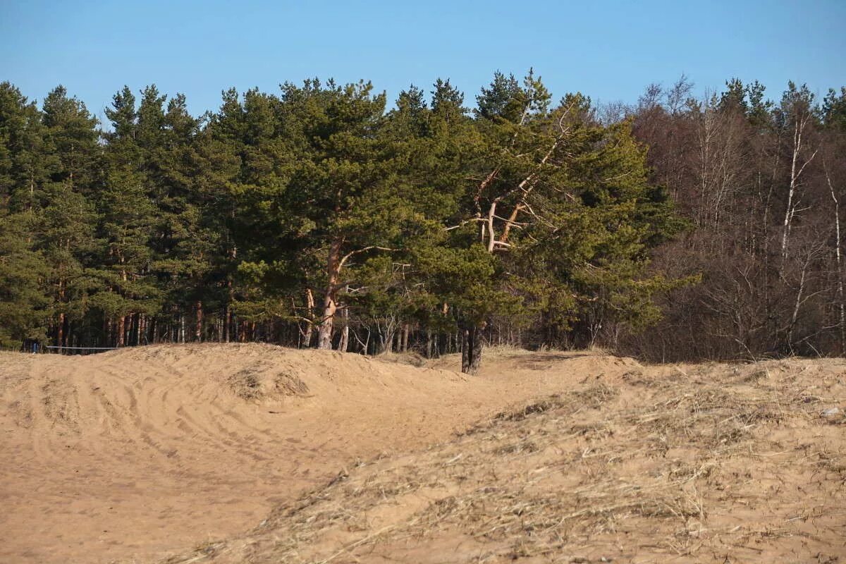 песчаное сосновый