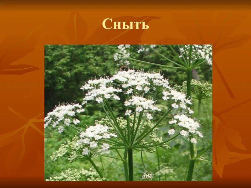 Как отличить сныть. Сныть дудник борщевик. борщевик сосновского сныть. борщевик болиголов сныть. дудник болиголов сныть.