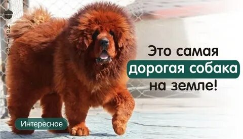 Дорогая собака текст