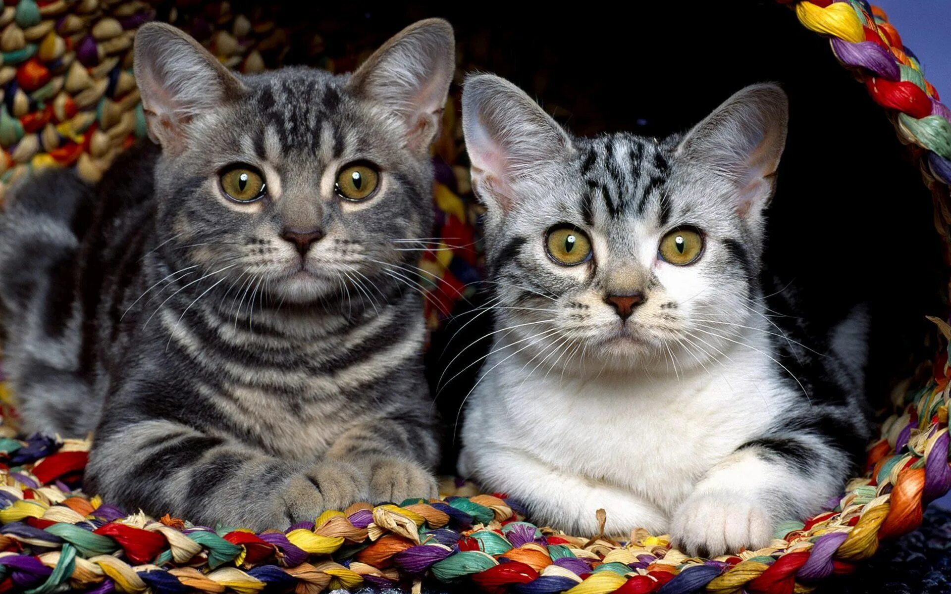 Кошка кошачий. Кошки. Обои кошки. Кошки фото. Две красивые кошки.