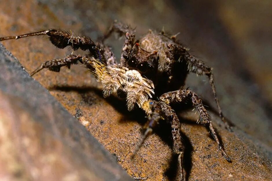 Spider powers