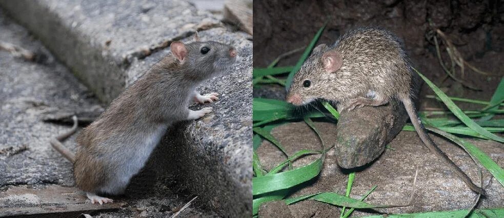 Как отличить мышь. Отличие мыши от крысы. Крыса и мышь отличия. Мышь и крыса разница. Мышь и крысеныш.