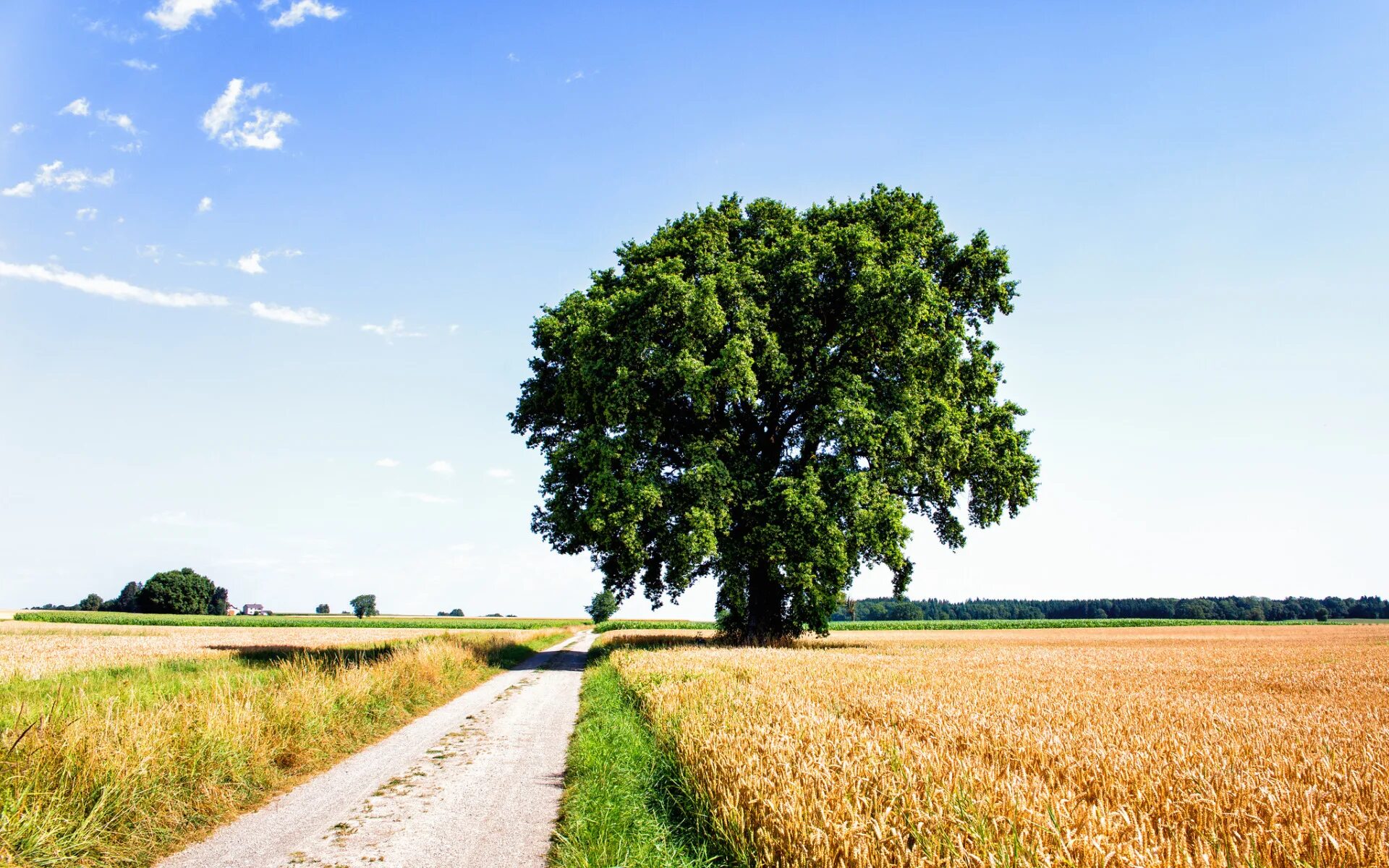 Нива дерево. Дерево у дороги. Дуб в поле. Дерево в поле. The road in the rye