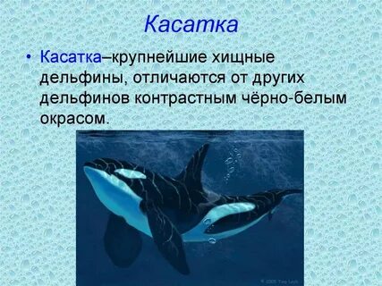 Косатка или касатка как правильно