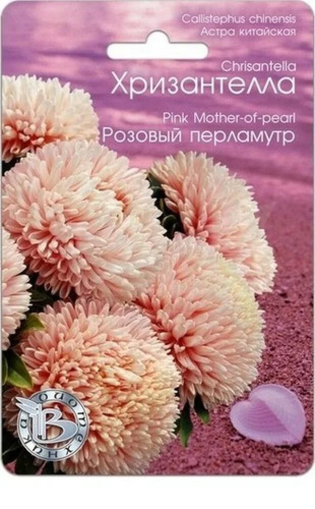 Хризантелла фламинго на закате. Астра хризантелла розовый перламутр. астра китайская хризантелла фламинго на закате. астра хризантелла розовый перламутр (биотехника). астра хризантелла семена.