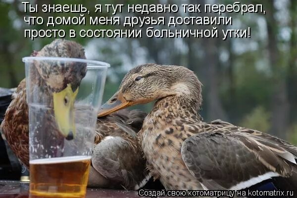 Утка анекдоты. Приколы про утку. пьяные птицы. утка прикол. пьяные утки.