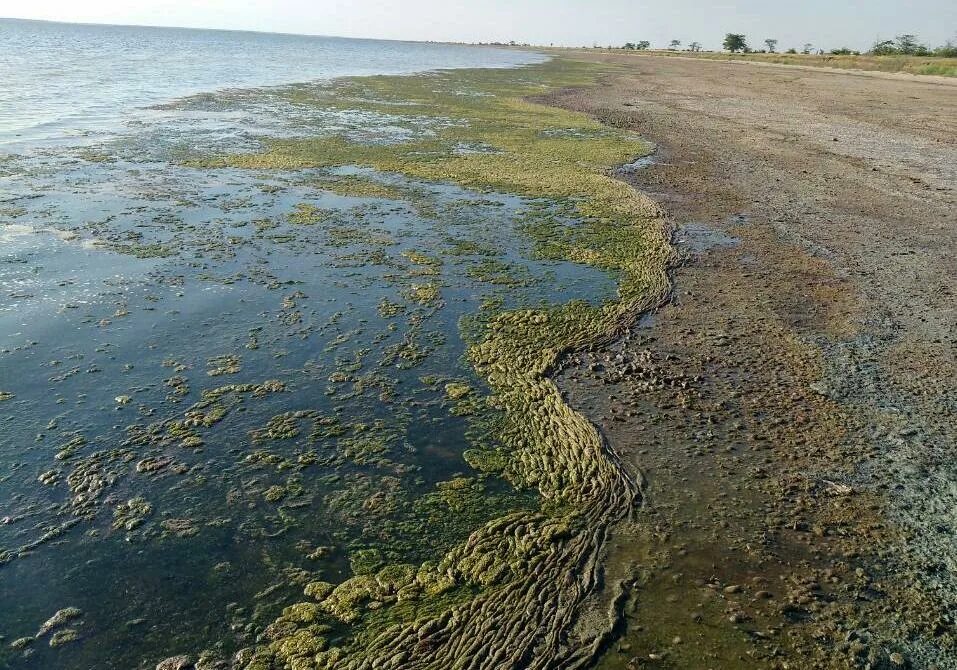 Мариуполь черное море. Экологические проблемы азовского моря. Обмеление азовского моря. Азовское море загрязненное отходами. Загрязнение азовского моря.