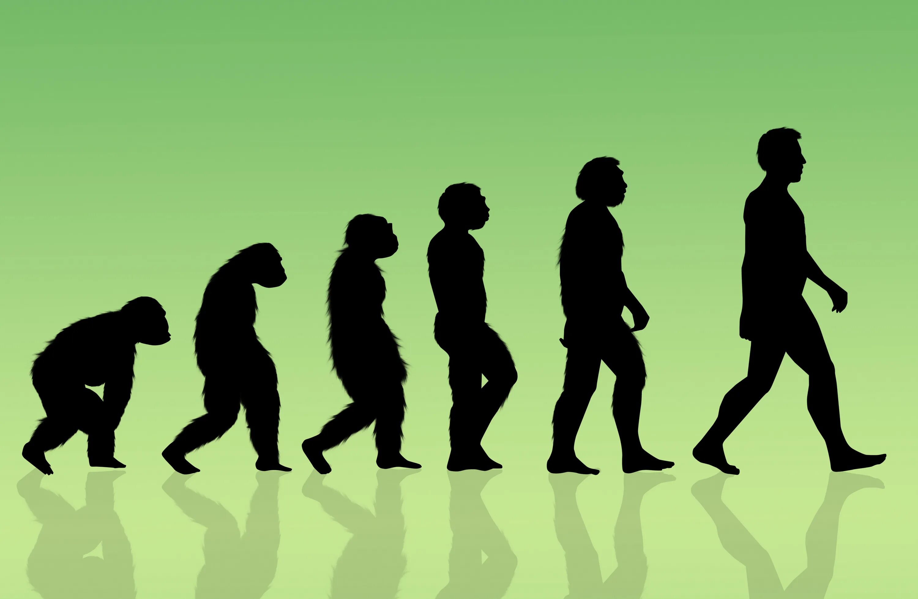 Жизни путем эволюции. Эволюция. Эволюция человека. Ивилюция. Эволюция человека от обезьяны до человека.