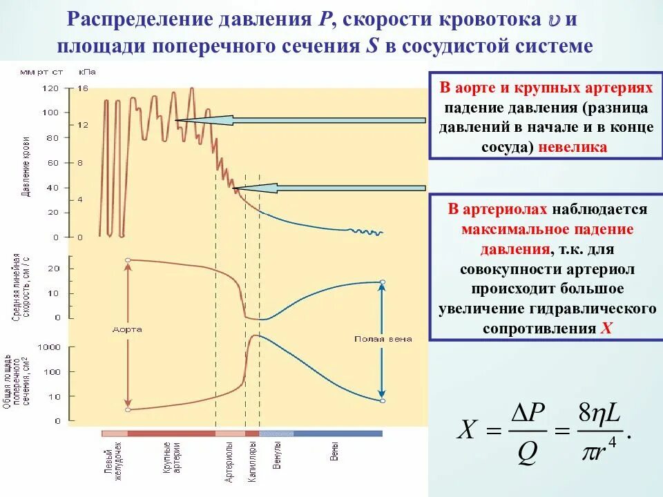 В каком изменяется давления. Распределение скорости кровотока в сосудистой системе. Распределение давления и скорости кровотока в сосудистой системе. Распределение давления крови в сосудистой системе. Распределение давления в кровотока сосудистой.