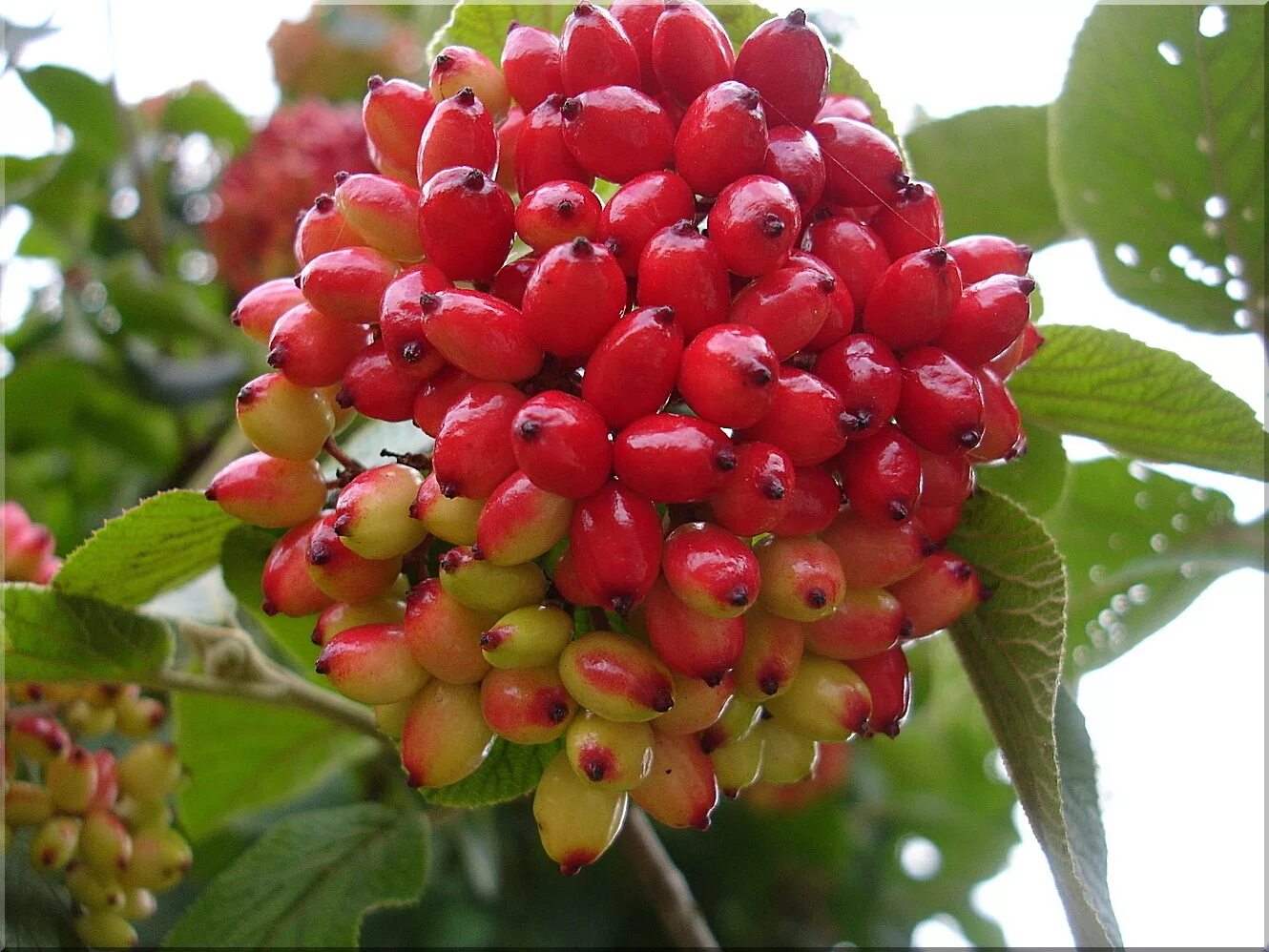Пираканта "red cushion". Пираканта ягоды. Калина вечнозеленая ягоды. Кустик с сочными красными сливками 5 букв. Колючее дерево с красными ягодами.