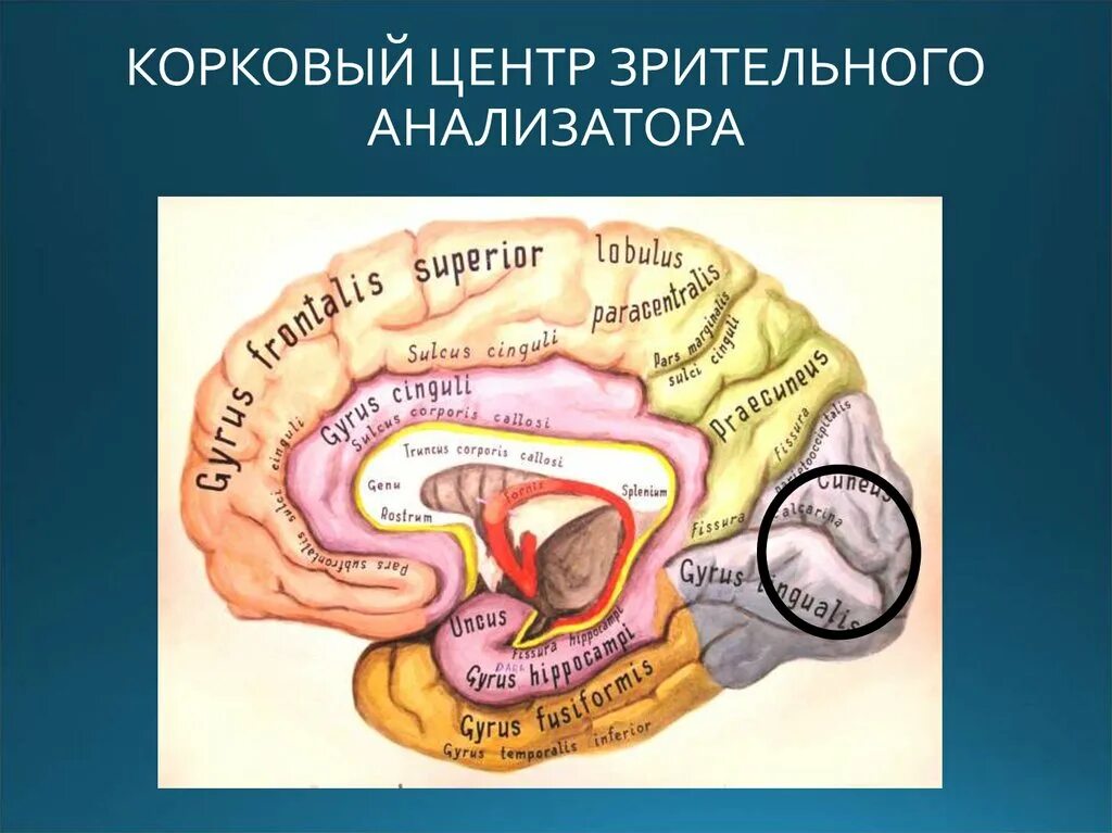 Укажите расположение подкорковых центров зрения и слуха Корковый отдел сенсорных систем