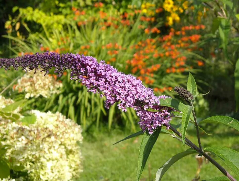 Буддлея бордер Бьюти. Будлея Давида. Buddleja alternifolia. Будлея очереднолистная.