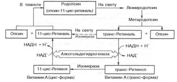 Содержат пигмент родопсин. Схема участия витамина а в акте зрения. Схема процесса светоощущения роль витамина а. Участие витамина а в зрительном процессе. Родопсин связан с g‑белком схема.