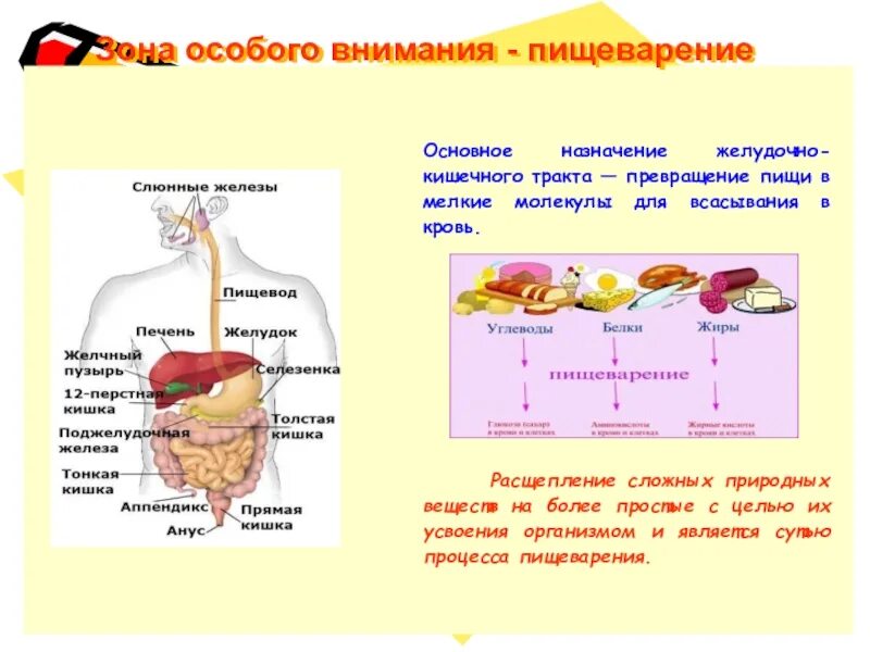 Описание процессов пищеварения. Переваривание пищи. Основное Назначение пищи. Процесс пищеварения. В процессе пищеварения органические вещества пищи.