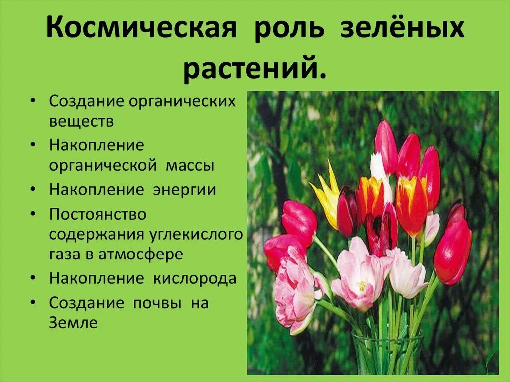 Что такое космическая роль растений. Кармическая роль зеленых растений. Космическая роль зеленых растений. Космическая роль зелёных растений заключается. Космическая роль растений на земле.