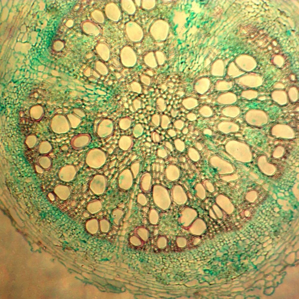 Поперечный срез корня микроскоп. Tilia Stem микроскоп. Поперечный срез корня тыквы под микроскопом. Срез растения под микроскопом.