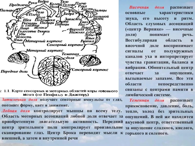 Зона коры головного мозга слухового анализатора. За что отвечает левая височная. Цитоархитектонические поля головного мозга. Левой височной доли. Функции височной доли головного мозга.
