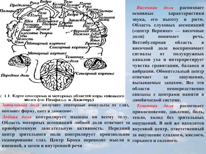 Лобно теменная область мозга. Лобная теменная височная затылочная доли мозга функции. Теменная область за что отвечает.