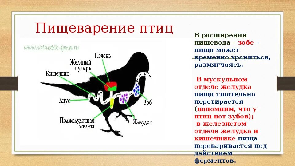 Что находится в мускульном желудке птицы. Строение зоба у птиц. Пищеварительная система птиц. Строение пищеварительной системы птиц. Функции пищеварительной системы у птиц.