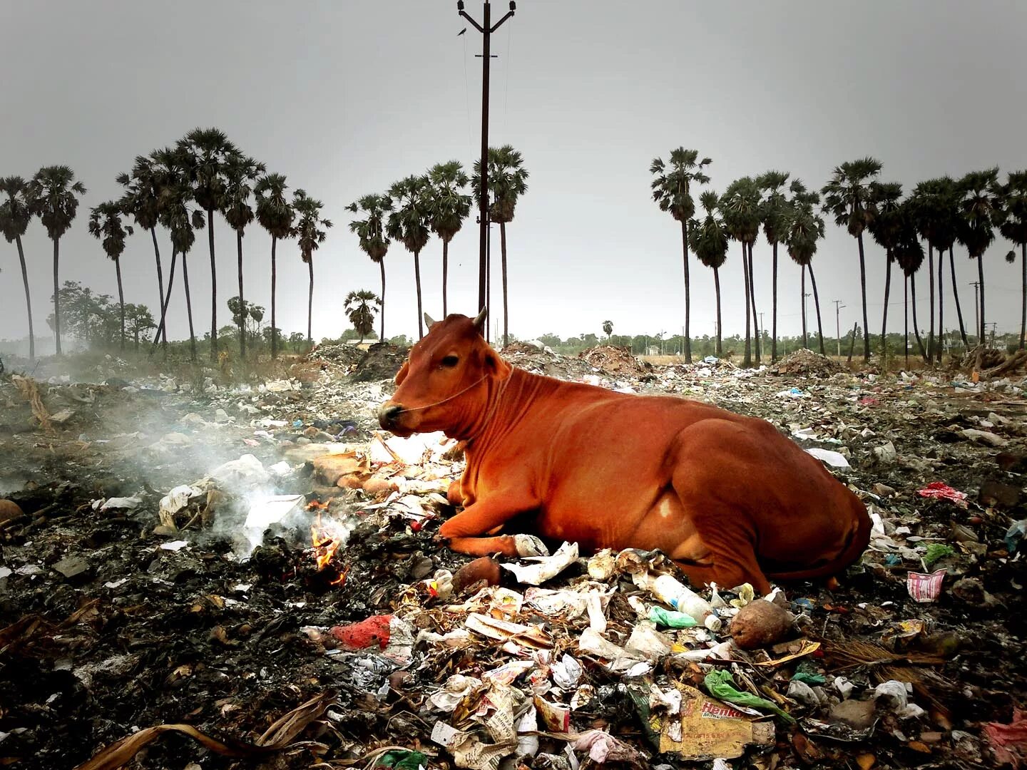 Экологическая катастрофа. Animal waste. Animal waste. Pollution animals. Animal waste.