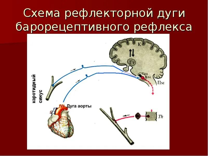 Рефлекторная дуга рефлекса чихания. Рефлекторные дуги чихания и кашля. Рефлекс кашля рефлекторная дуга. Схема рефлекторной дуги. Рефлекторная регуляция кровяного давления