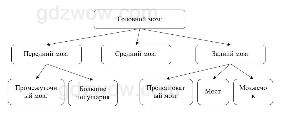 ВОЗРАСТНАЯ ФИЗИОЛОГИЯ И Приветкин В В Презентационные