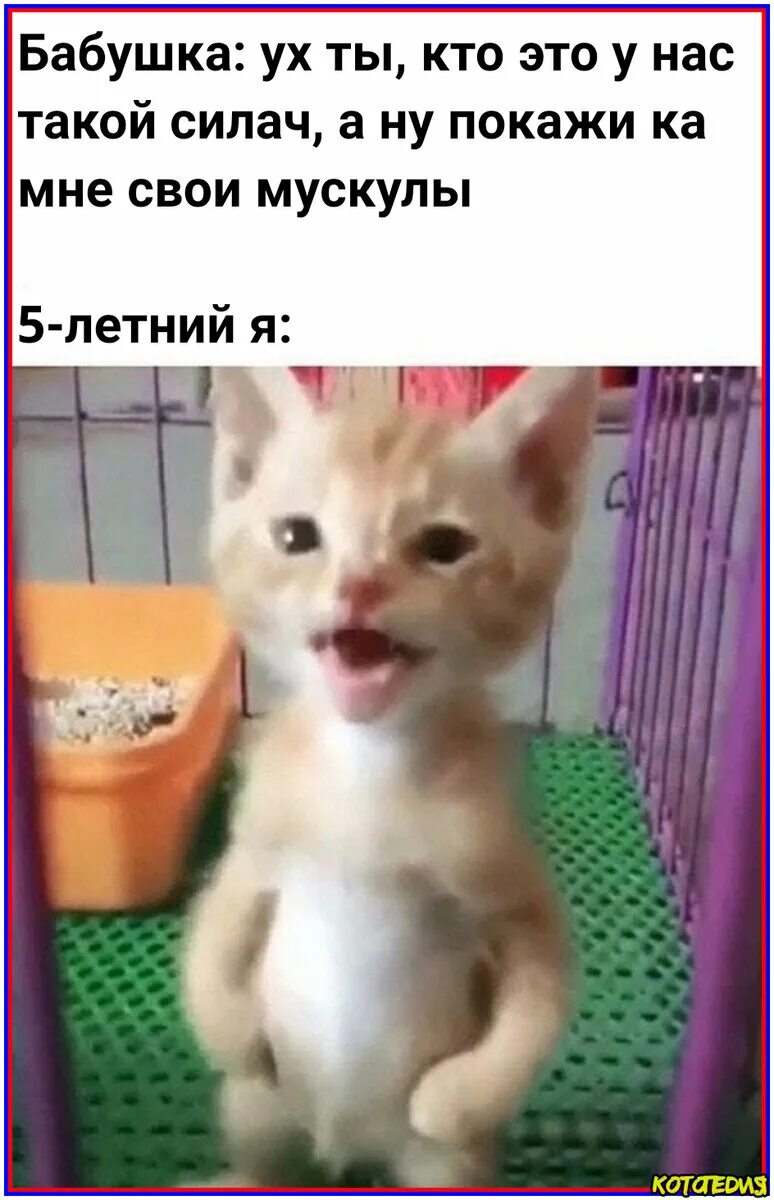 Стоячий кот. Манчкин страйт. Кот на задних лапах мем. Манчкин рыжий вислоухий. Смешные котята.