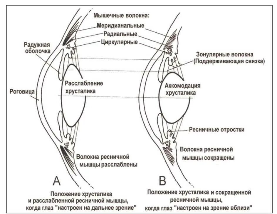 Аккомодация вблизи