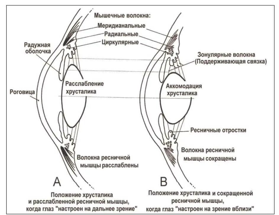 Мышцы аккомодации. Механизм аккомодации глаза физиология. Аккомодация хрусталика глаза. Аккомодационный аппарат глаза анатомия. Механизм аккомодации хрусталика.