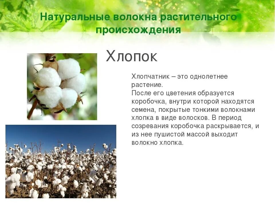 Хлопок получается из. Хлопок краткое описание. презентация на тему хлопок. доклад про хлопок. хлопок растение описание.