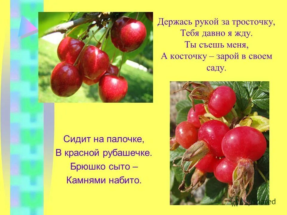 На сучках висят. Держась рукой за тросточку тебя давно. Загадки про тросточку. Загадка про косточку. Сидит на палочке в красной рубашечке брюшко сыто камешками набито.