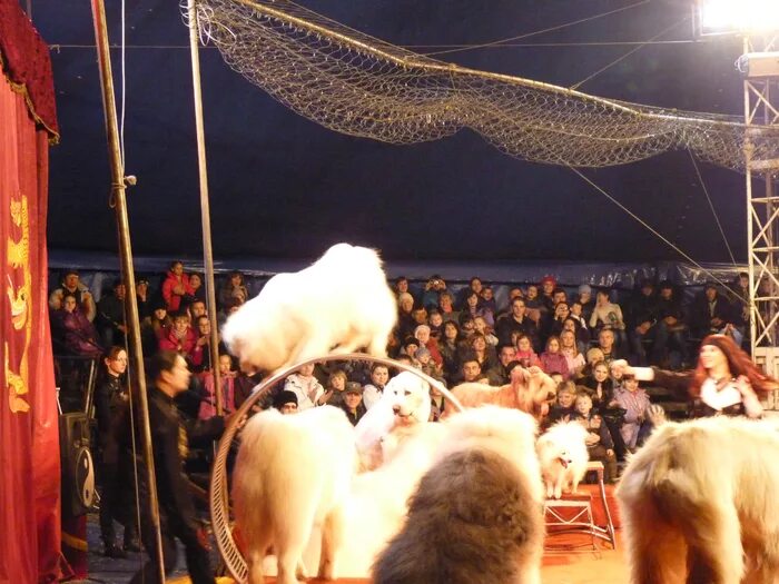 Цирк кинешма лига гранд. Челябинск цирк шапито золотой дракон. цирк шапито золотой дракон томск. цирк шапито дракон. цирк шапито золотой дракон стерлитамак.