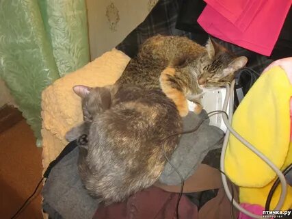Кошка перенести