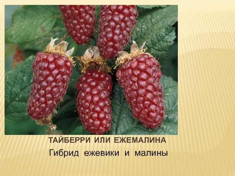 Малино-ежевичный гибрид (ежемалина) Тайберри. Ежемалина Tayberry. Ежемалина Букингем Тайберри. Малиново-ежевичный гибрид Тайберри. Ежемалина тайберри описание