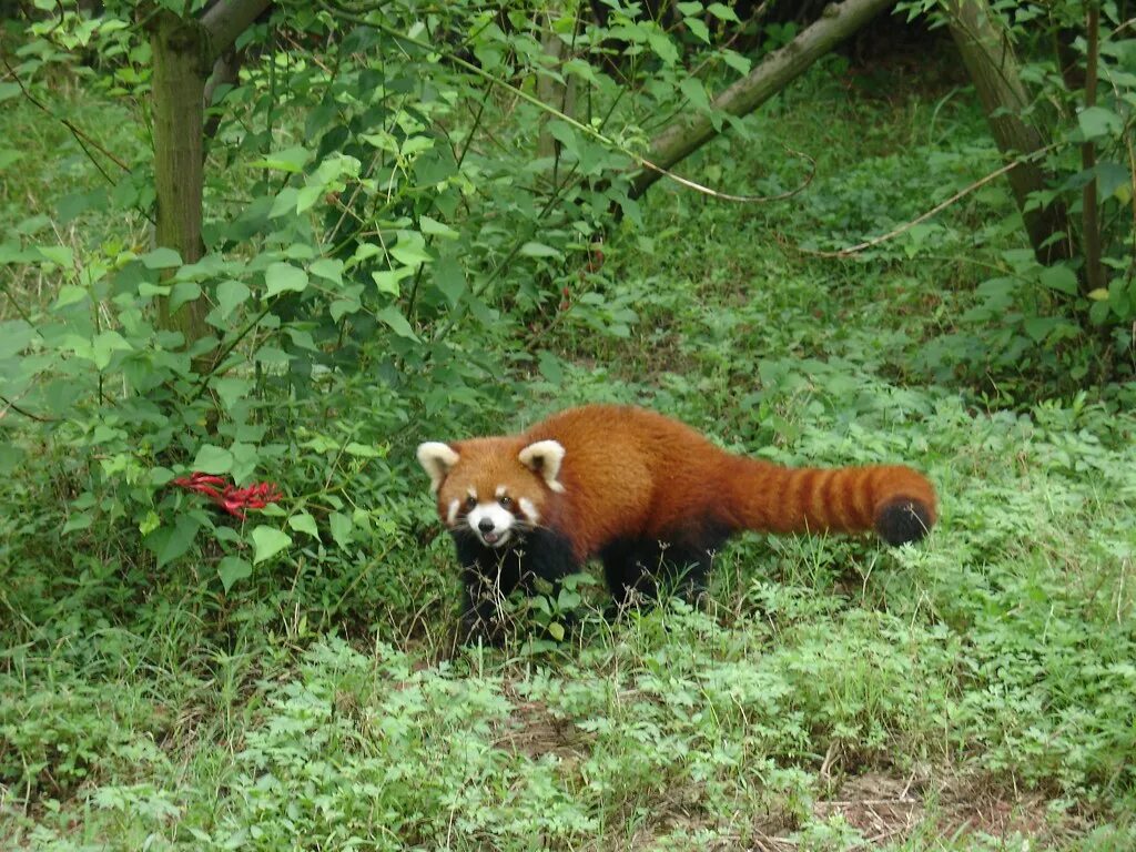 Где красненькая. Малая (красная, рыжая, енотовидная) Панда. Красная малая рыжая Панда. Рыжая Панда ареал обитания. Среда обитания красной панды.