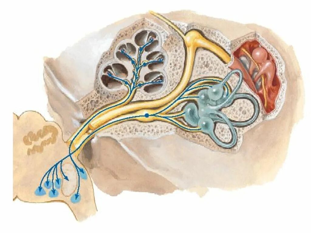 Преддверно улитковый нерв. Преддверно-улитковый нерв анатомия. Вестибуло кохлеарный нерв анатомия. Анатомия преддверно преддверно-улитковый нерв. Строение вестибулярного нерва