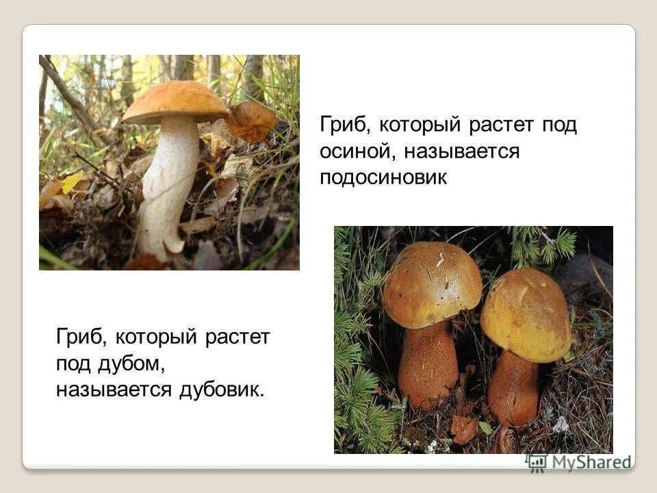 Карелия. Грибы тесно связаны с деревьями. Под какими деревьями растут белые грибы. Какие грибы под какими деревьями растут. Под какими грибами растут грибы.