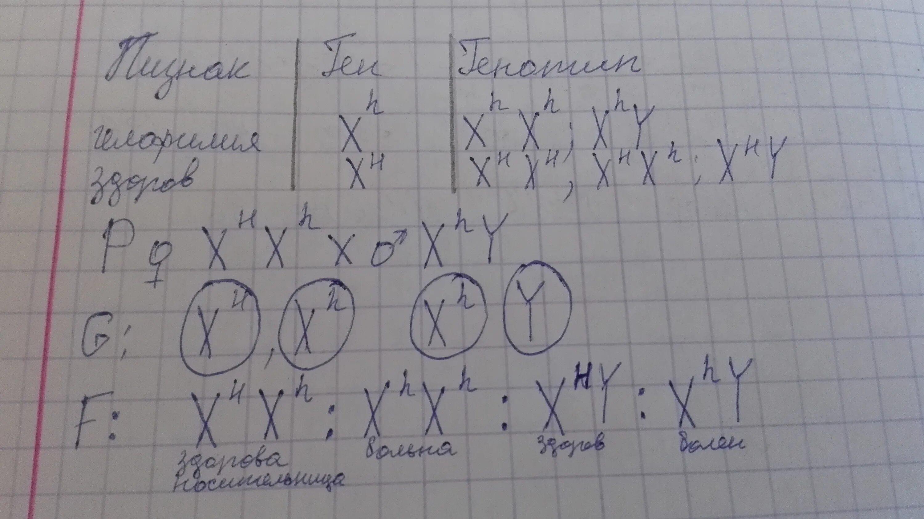 Классическая гемофилия передается. Рецессивный сцепленный с х хромосомой. Рецессивный ген сцепленный с х хромосомой. По аутосомно рецессивному типу наследуются гемофилия. Гемофилия рецессивный признак сцепленный с х хромосомой.