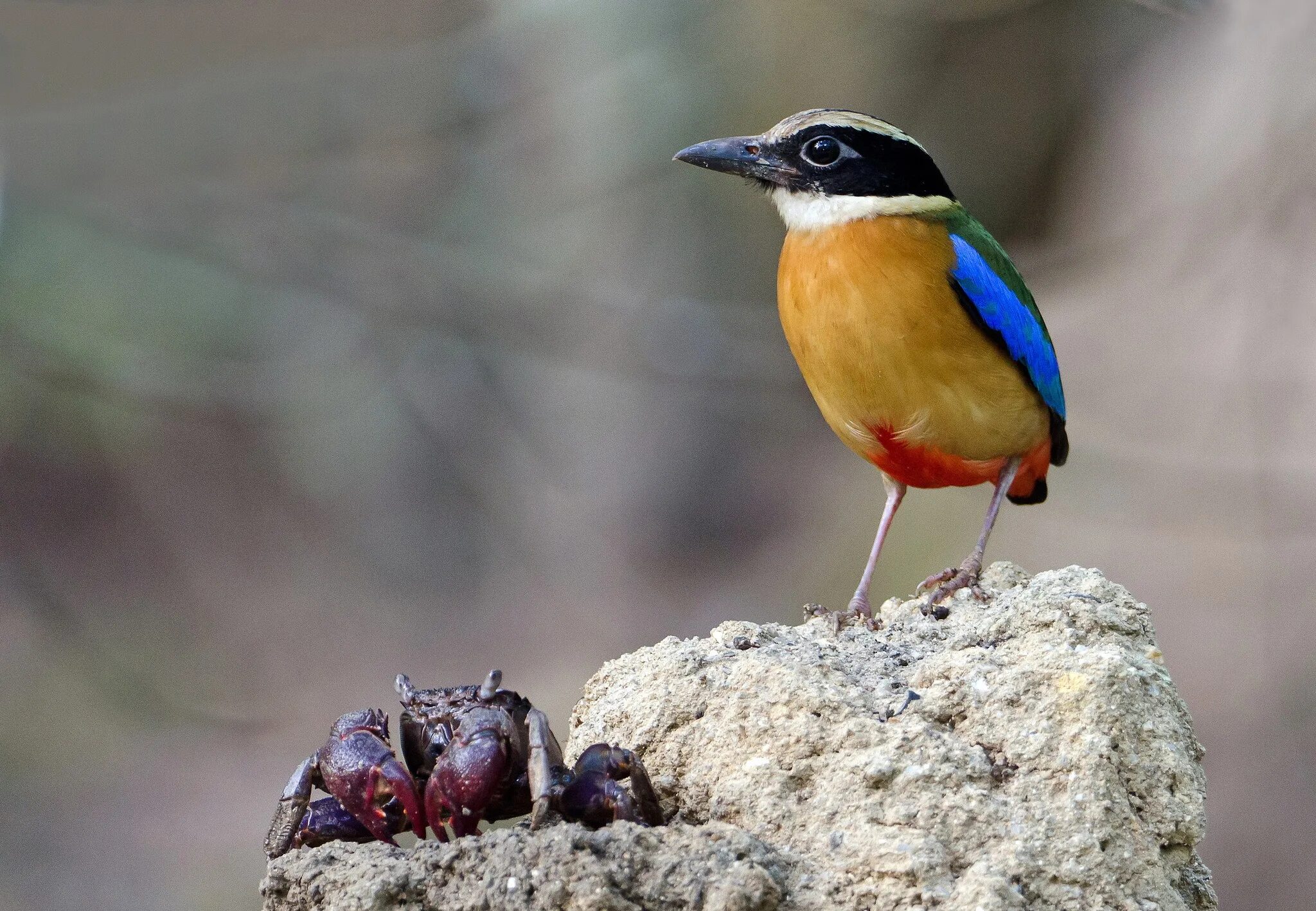 Краб птицы. Pitta angolensis. Птица краб. Питта птица. Синекрылая Бенгальская Питта.