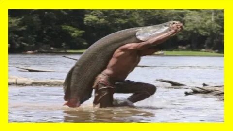 Большой сом видео