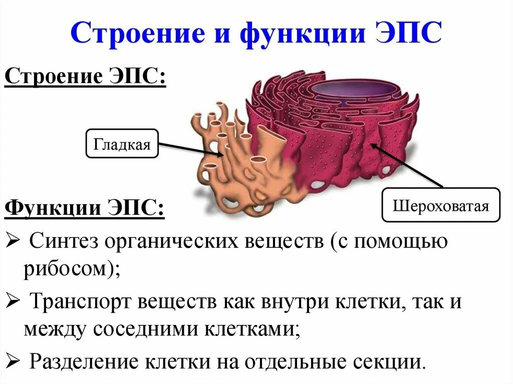 Эндоплазматическая сеть строение и функции. Строение клетки ЭПС строение и функции. Строение и функции ЭПС клетки.