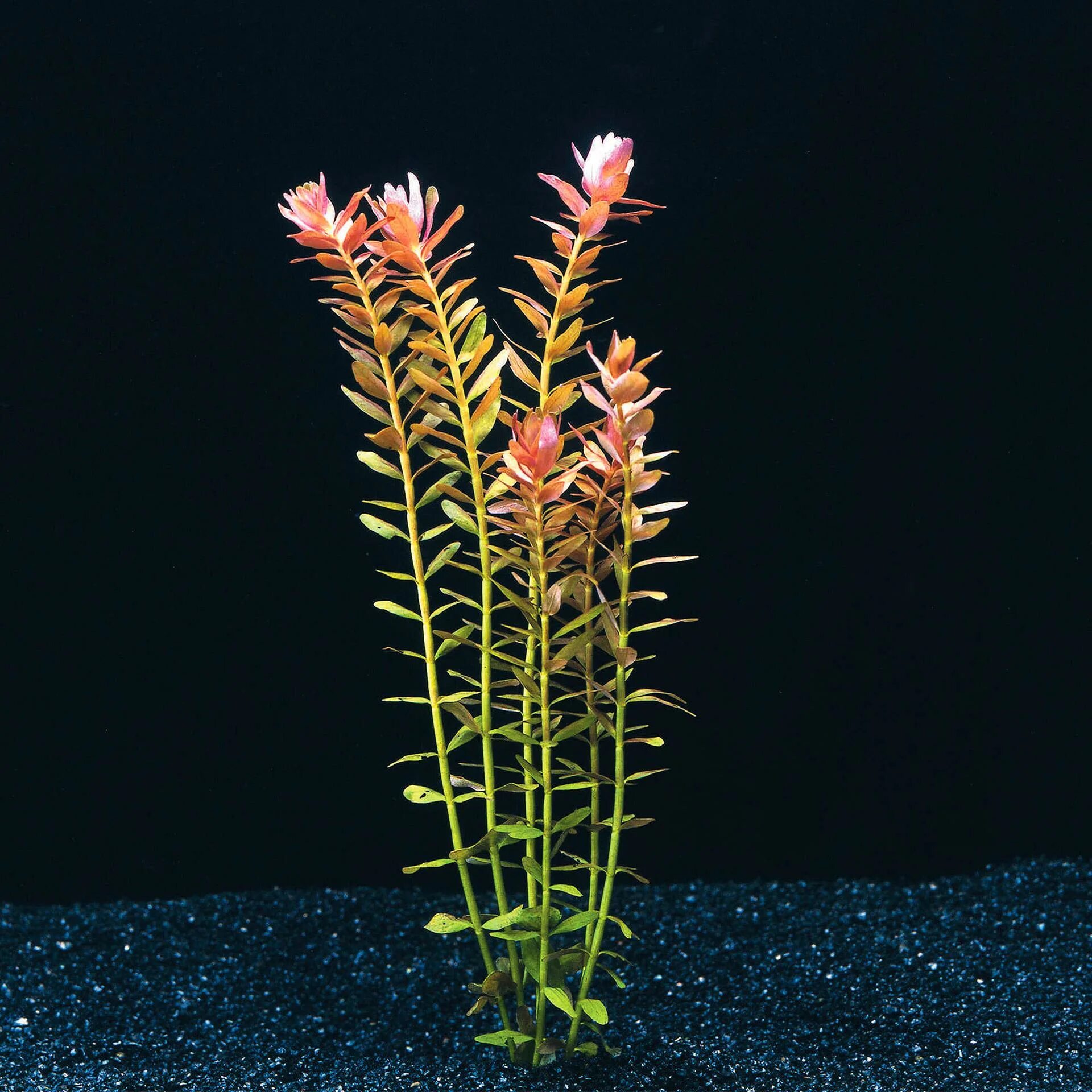 Растение ротала. Ротала Индика. Ротала Индика (Rotala Indica). Ротала Индика круглолистная. Ротала аквариумное растение.