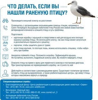 Птицы сценарии