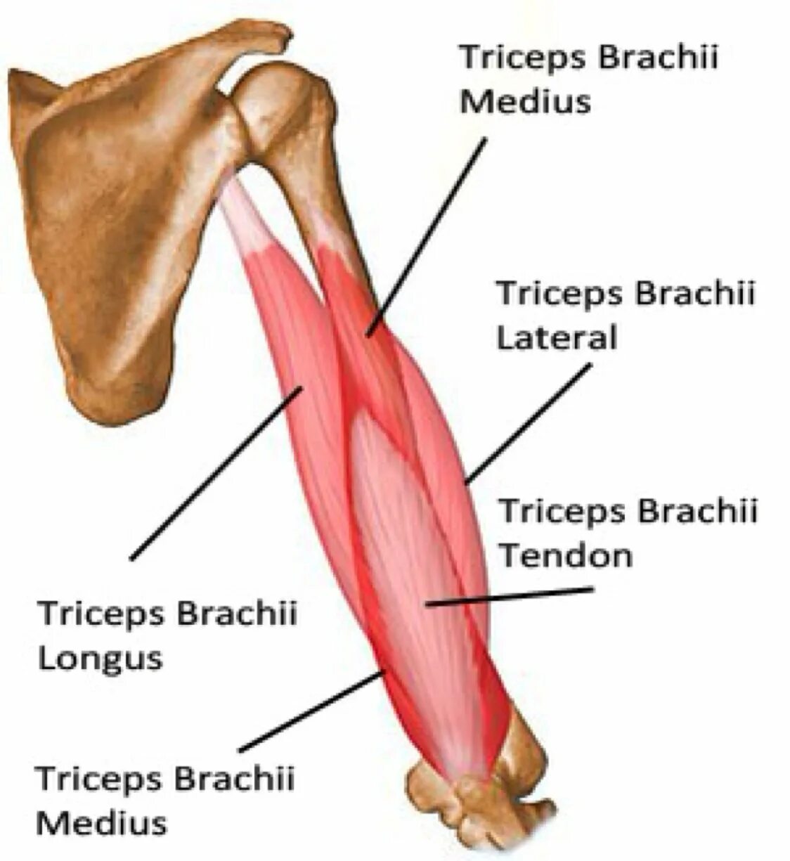 Трицепс мышца. Трицепс плеча анатомия. Biceps brachii мышца. Tendon трицепс. Triceps brachii анатомия.