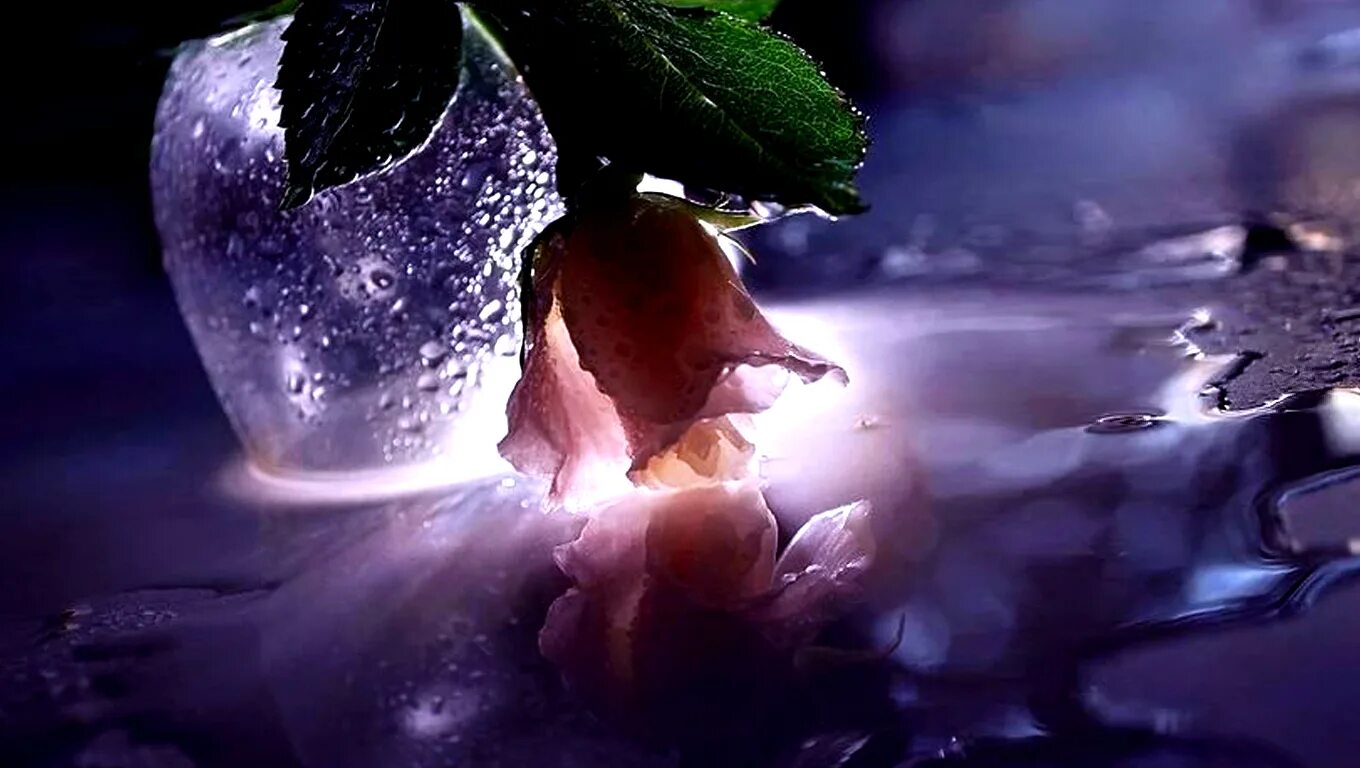 вечерние цветы. вечер нежность. цветы вечером. нежность летнего вечера. нежного вечера.