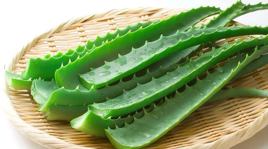 1 3 алоэ. Алоэ настоящее Aloe Vera. Алоэ гарипензис.