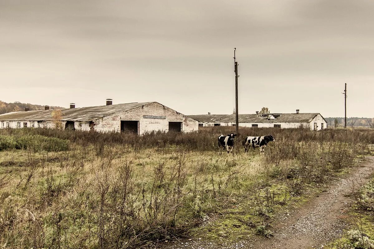 На городе колхоз. Колхоз ссср. Трактористы ссср 60е. Заброшенный колхоз. Спк новый путь нижегородская область шахунский район.