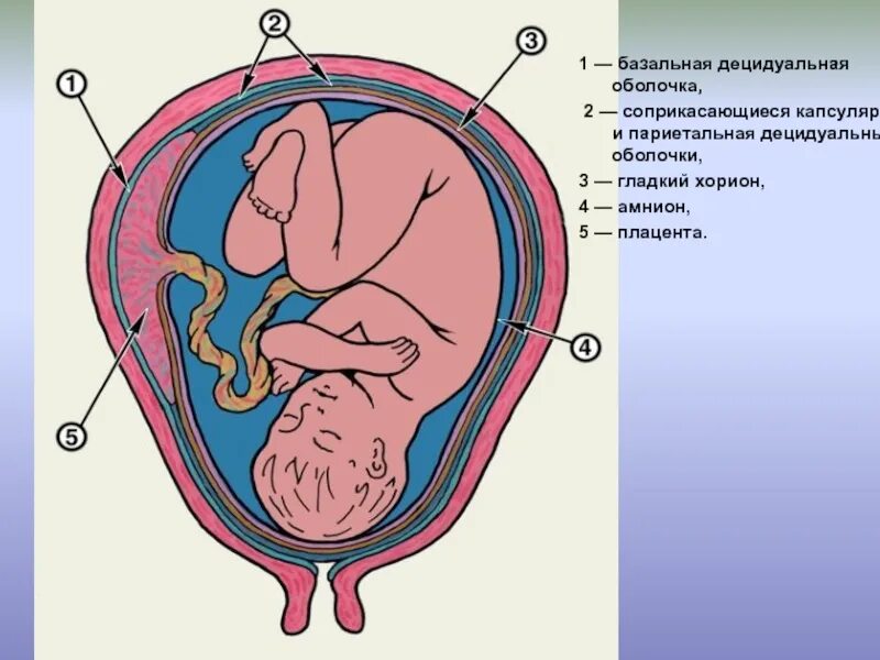 Что такое плацента и какова ее функция. Плацента оболочка амнион. Децидуальная оболочка плаценты. Базальная децидуальная оболочка. Амнион желточный мешок аллантоис хорион и плацента.